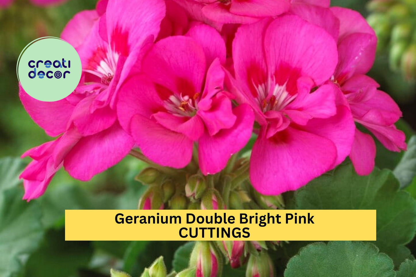 4 Double Bright Pink Geranium Cuttings – 5” Pelargonium Stems for Rooting | Vibrant Flowering Starts for Pots, Borders, or Hanging Baskets