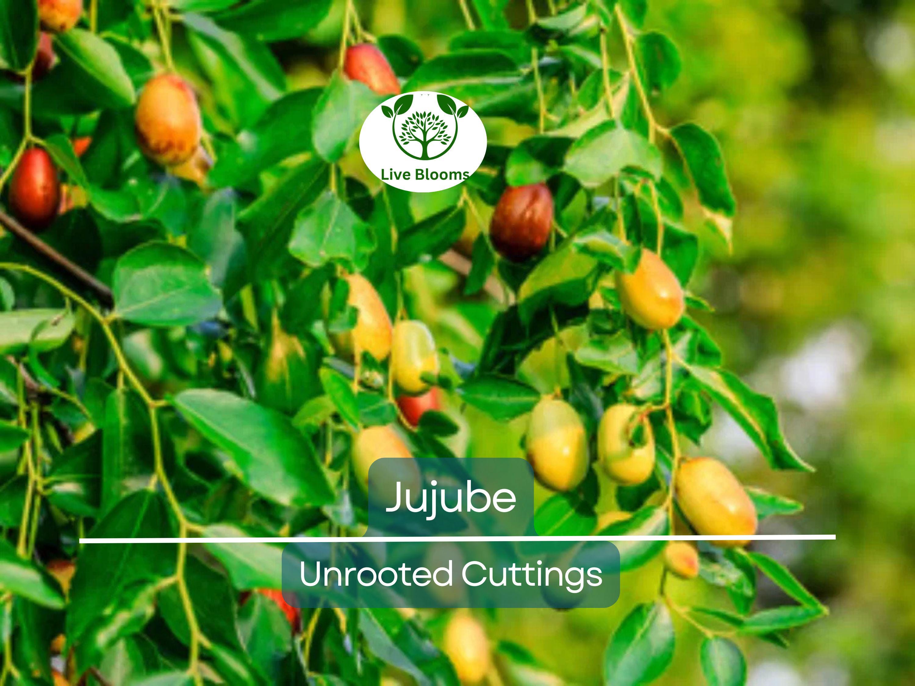 5pcs Jujube Unrooted Cuttings (Ziziphus jujuba), Edible Fruit Tree, Grow Your Own Sweet Dates, Perfect for Garden & Orchard Planting