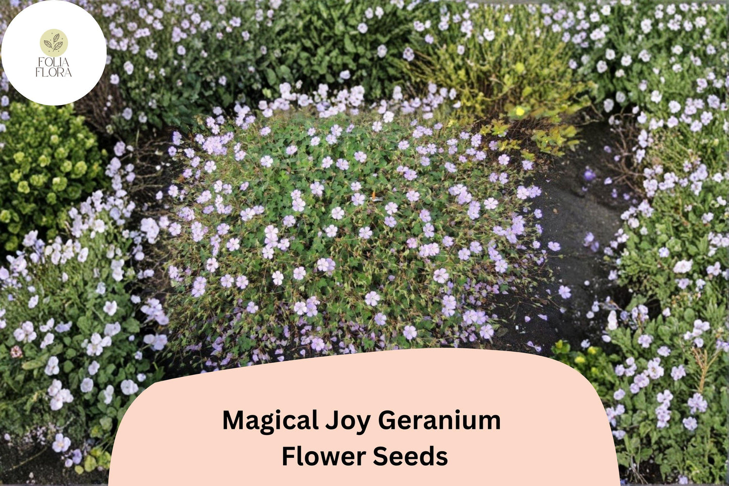 25+ Magical Joy Geranium Seeds for Garden Planting – Purple Flowers, Hardy Perennial