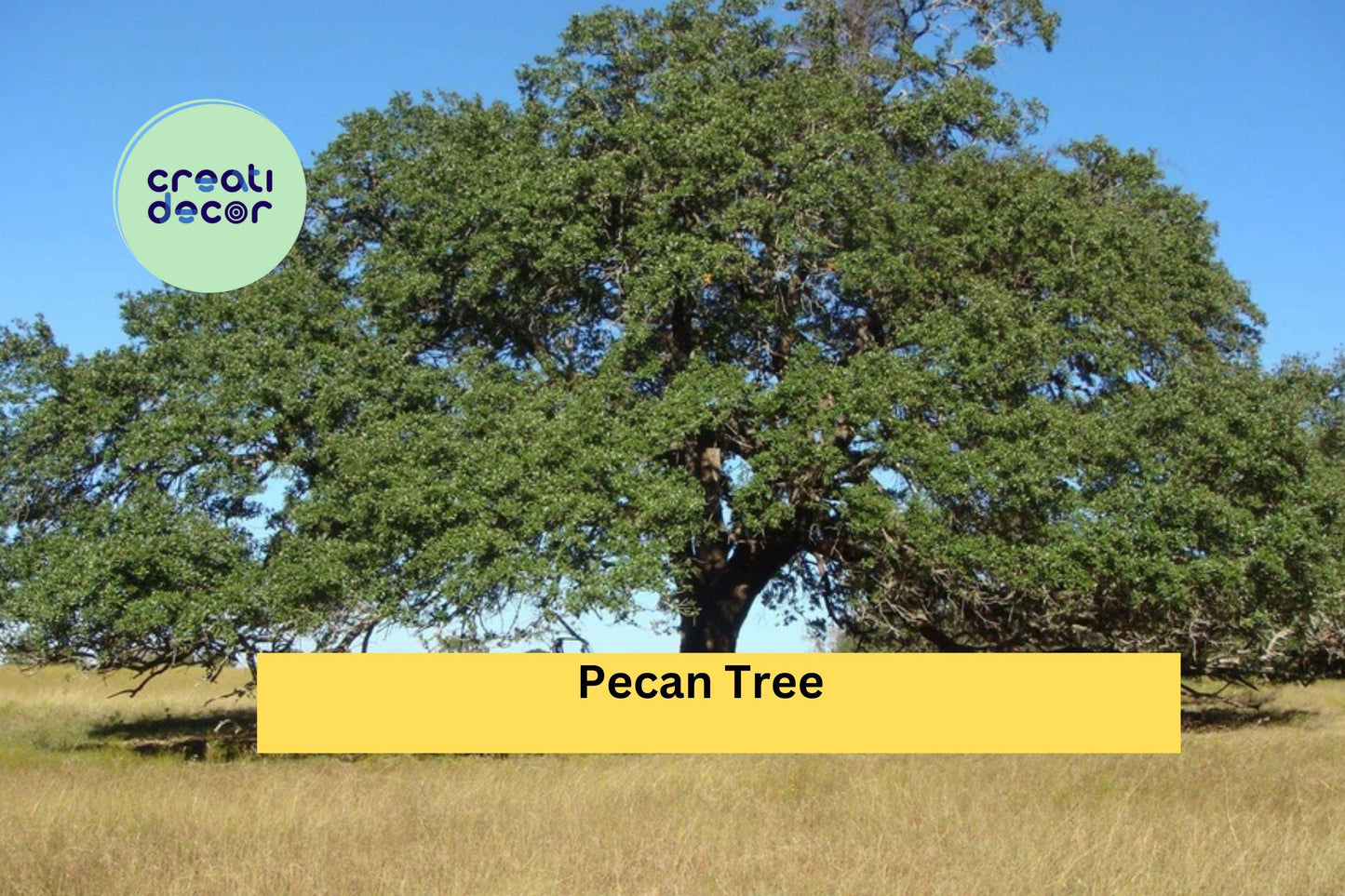Pecan Tree Live Plants | Set of 2 Bare Root Seedlings 18+ Inches Tall | Hardy Nut Trees for Orchards & Home Garden Planting