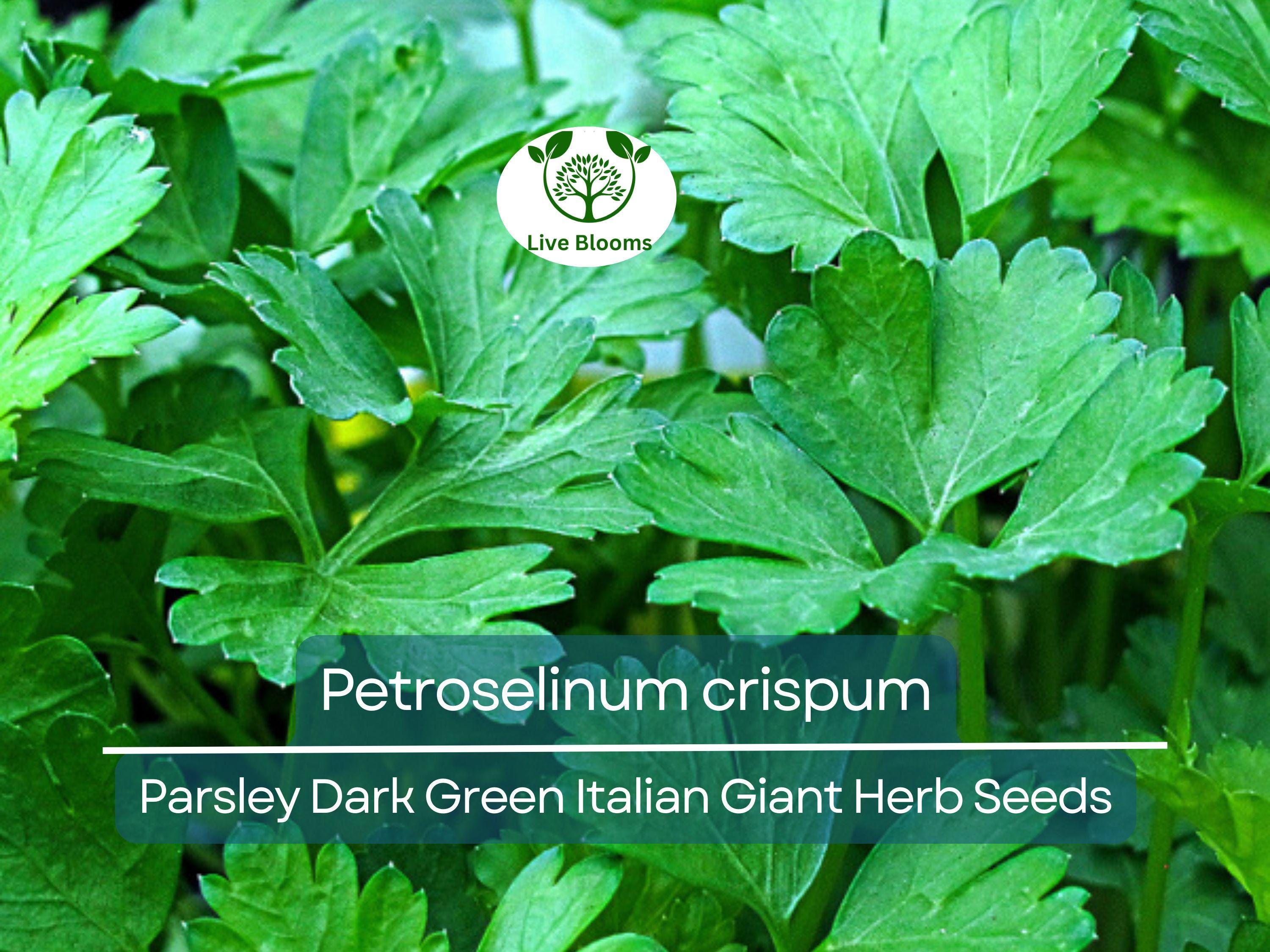 500 Parsley Seeds - Dark Green Italian Giant for Planting - Petroselinum crispum - Fresh Herb for Cooking, Garden, & Kitchen Use