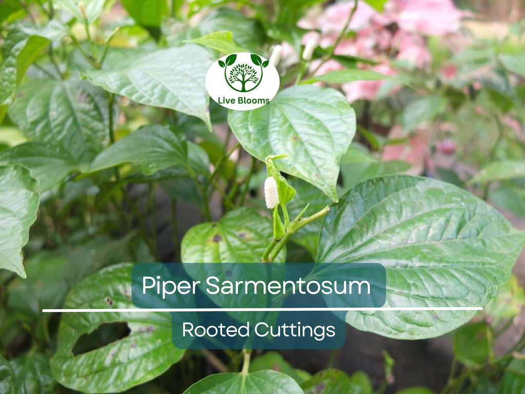 12 Piper Sarmentosum Bareroot Cuttings, Wild Betel Leaf, Thai Herb, Piper Betel, Herb Culinary Plant, Easy to Grow, Rooting Cuttings
