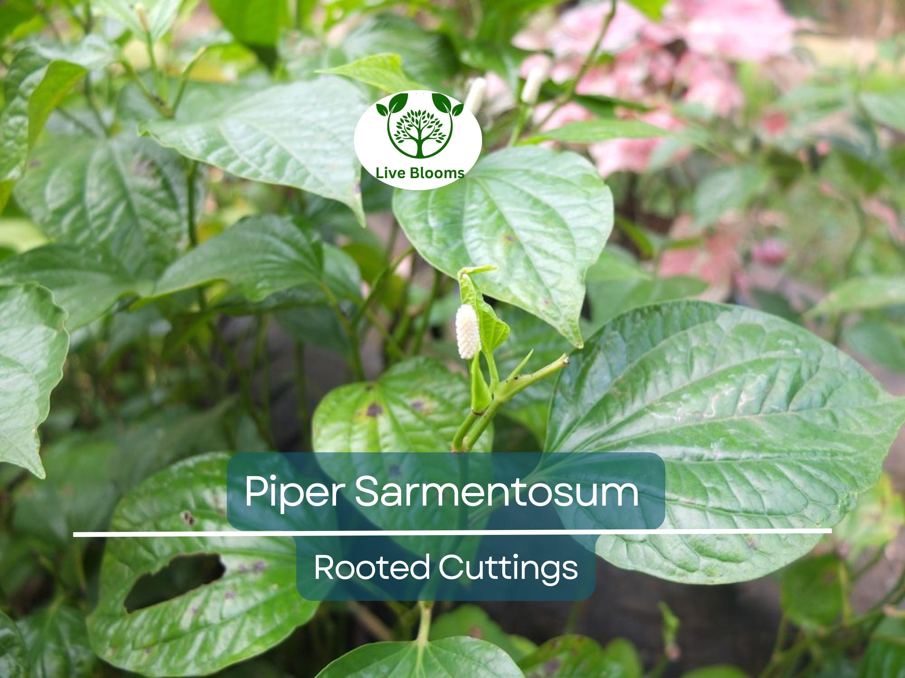12 Piper Sarmentosum Bareroot Cuttings, Wild Betel Leaf, Thai Herb, Piper Betel, Herb Culinary Plant, Easy to Grow, Rooting Cuttings