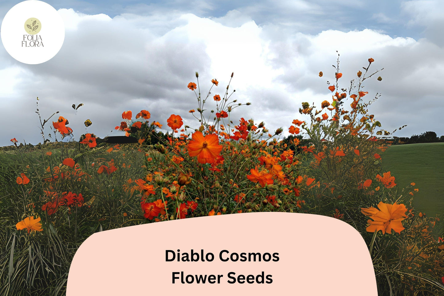 200+ Diablo Cosmos Seeds | Cosmos Sulphureus Bright Orange-Red Annual Flower Seeds