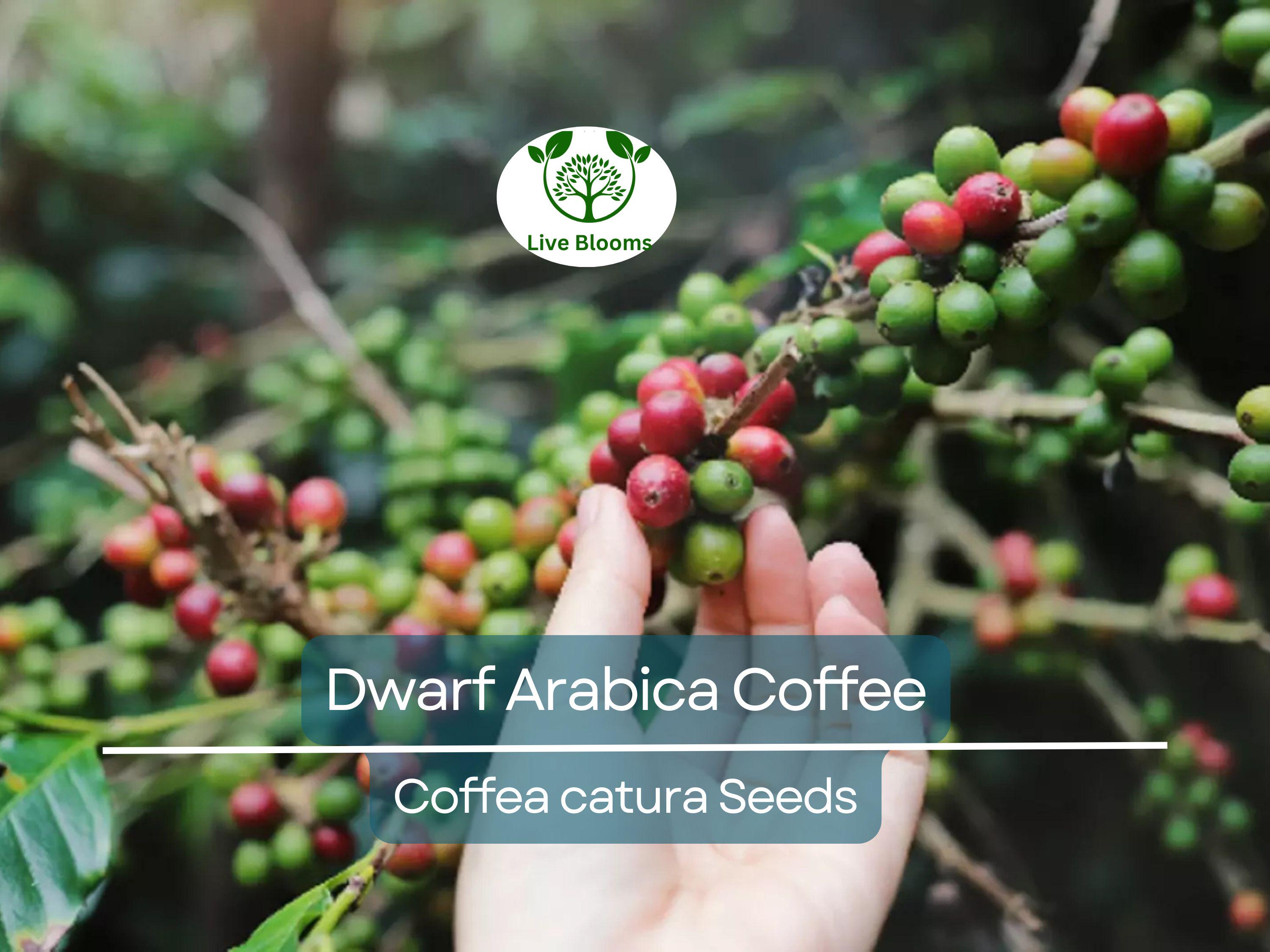 10 DWARF Arabica Coffee Plant Seeds (Coffea catura), Indoor Coffee Bean Tree, Grow Your Own Coffee, Compact Size, Perfect for Home Gardening
