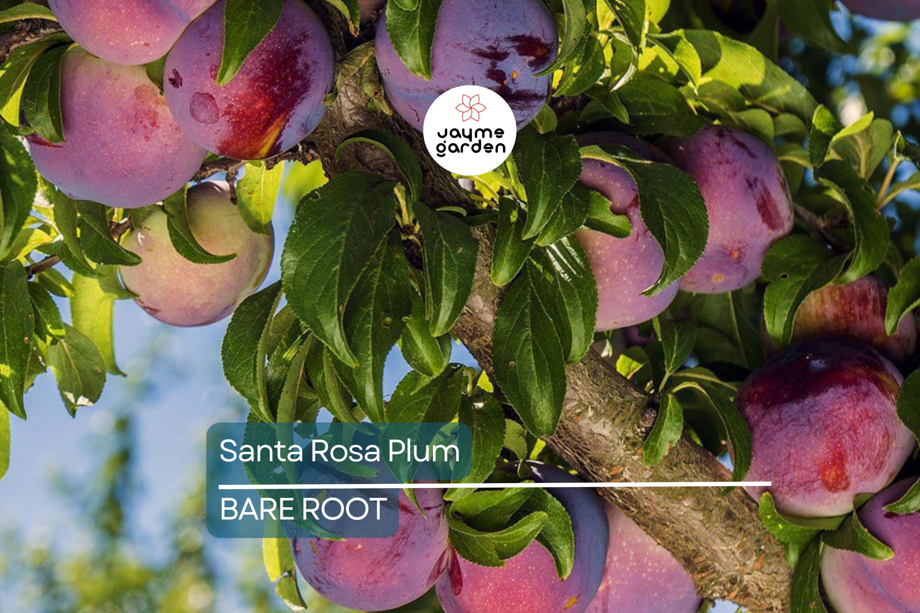 Santa Rosa Plum Tree Live Plant | 2ft Tall Bare Root | Sweet Juicy Fruit | Fast-Growing | Hardy Zones 5-9