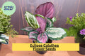 25+ Eclipse Calathea Seeds - Exotic Tropical Houseplant - Stunning Pink, Green & Purple Foliage for Indoor Shaded Garden