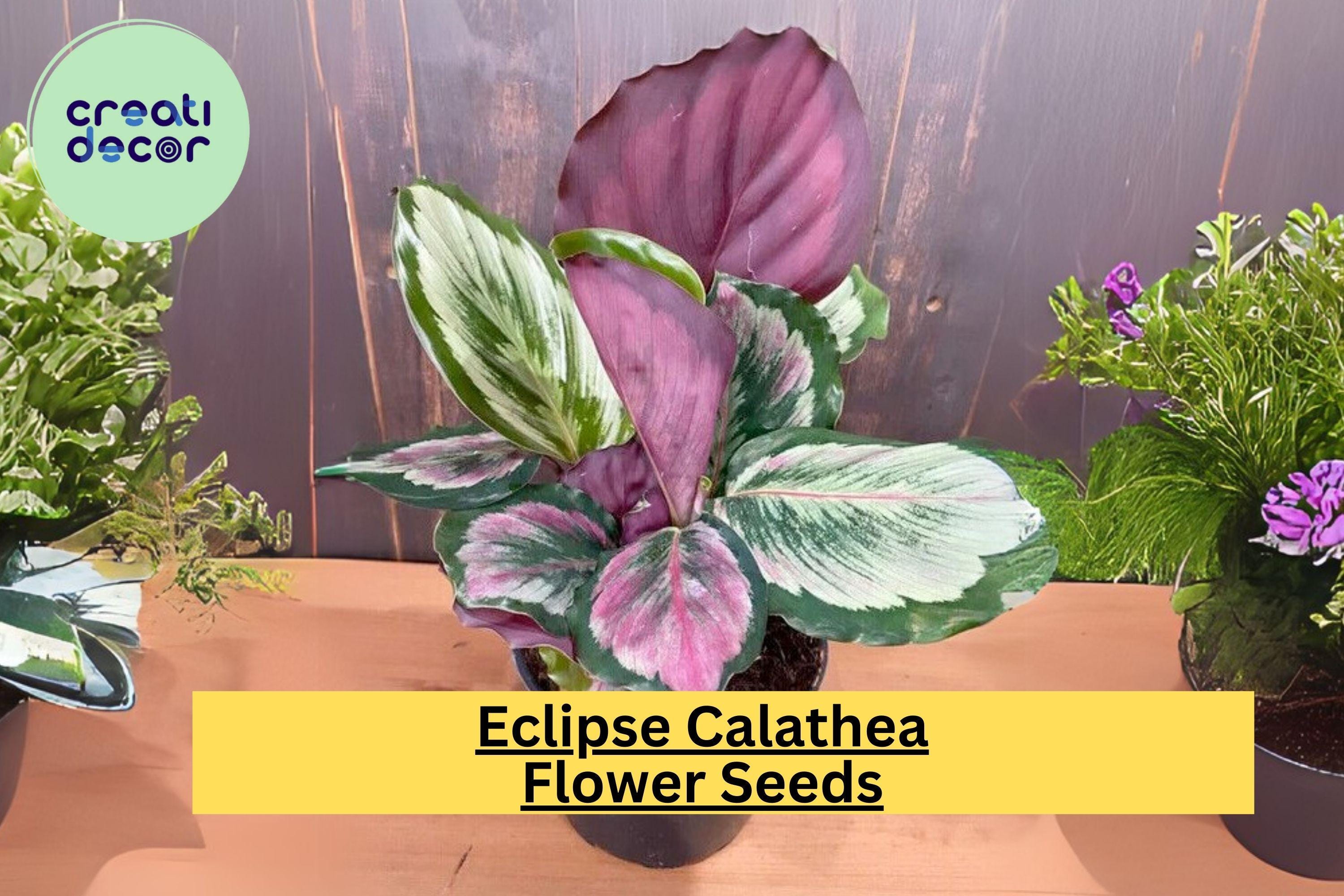 25+ Eclipse Calathea Seeds - Exotic Tropical Houseplant - Stunning Pink, Green & Purple Foliage for Indoor Shaded Garden