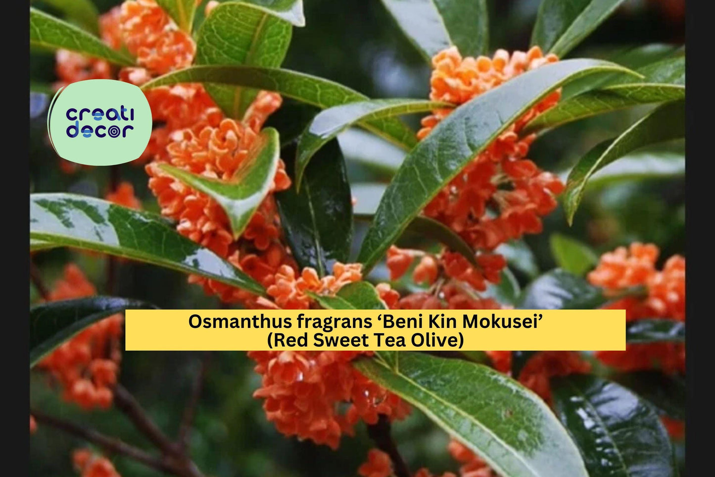 Osmanthus fragrans ‘Beni Kin Mokusei’ | Red Sweet Tea Olive | Rooted Starter Evergreen Shrub with Fragrant Flowers