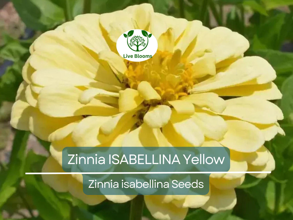 200 Seeds Zinnia ISABELLINA Yellow, Huge Blooms, Non-GMO, Attracts Butterflies & Hummingbirds, Vibrant Garden Flowers, Easy to Grow Annual