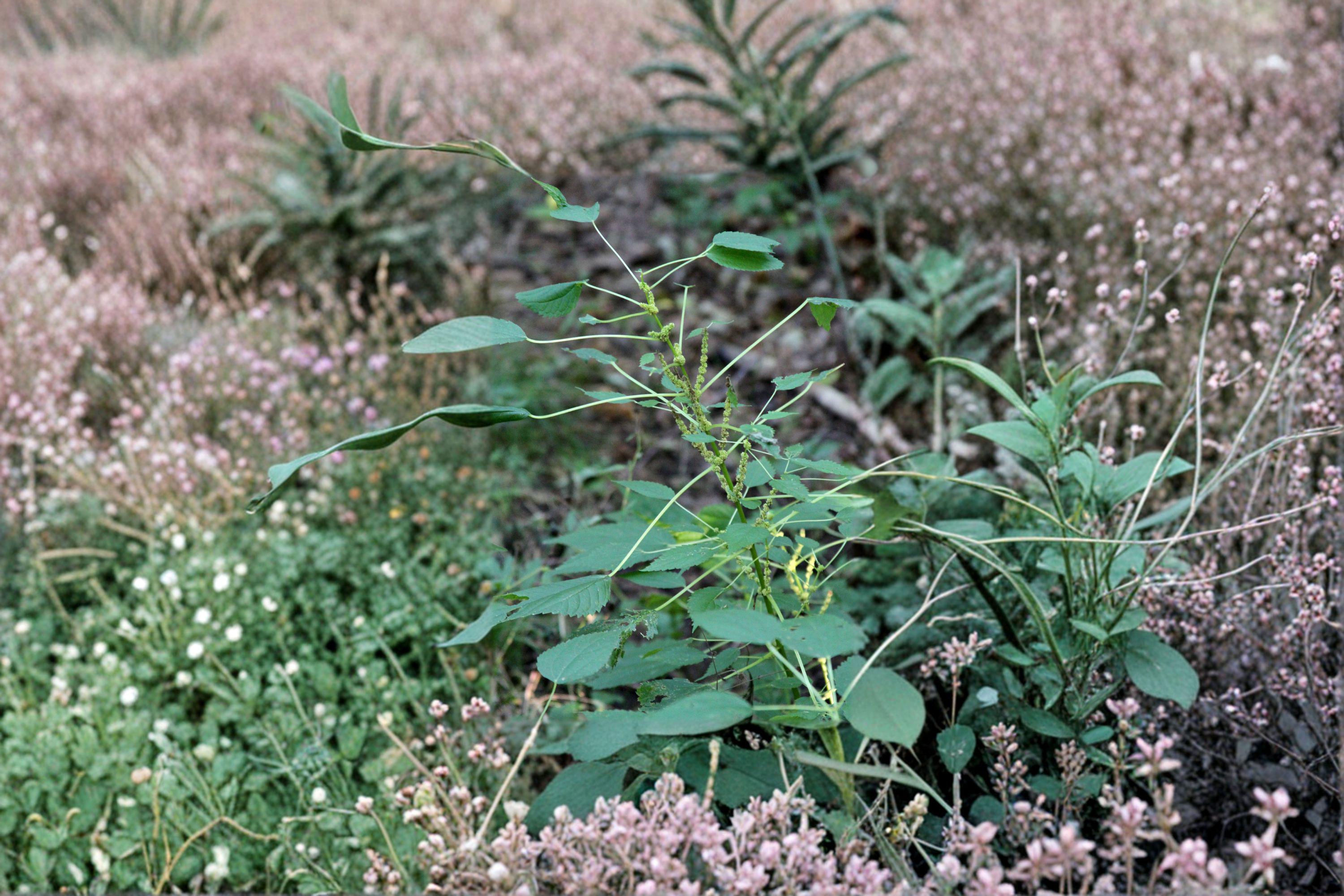 Boehmeria cylindrica/Smallspike False Nettle – 100 Seeds | Native Wetland Perennial | Shade-Tolerant | Wildlife & Pollinator Plant