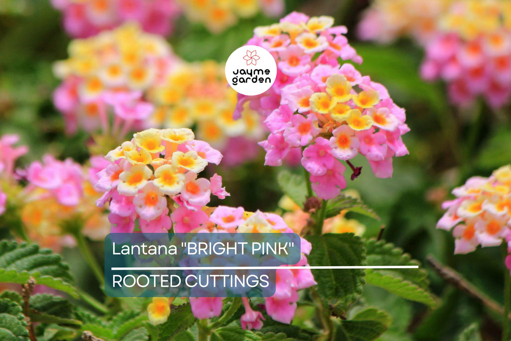 Lantana "Bright Pink" Live Rooted Starter Plug Flower Plant 1"-4" tall Vibrant Blooms, Low Maintenance, Full Sun