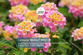 Lantana "Bright Pink" Live Rooted Starter Plug Flower Plant 1"-4" tall Vibrant Blooms, Low Maintenance, Full Sun