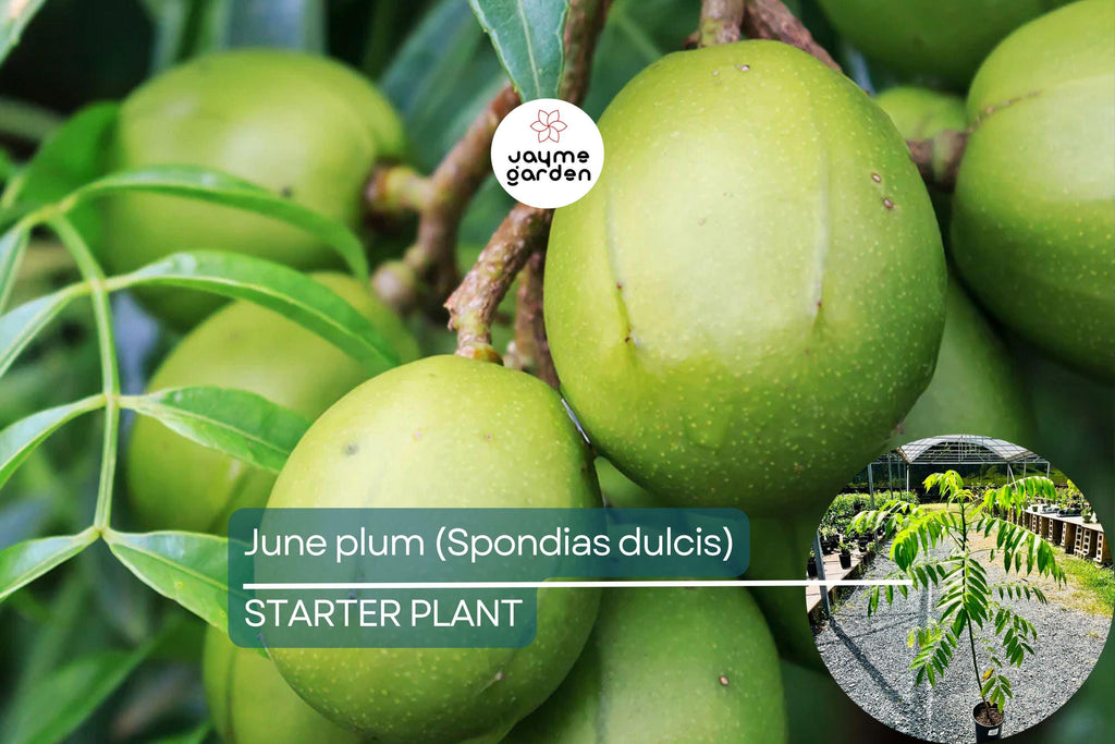 June Plum Tree (Spondias dulcis) 3’-4’ Tall | Tropical Fruit Tree with Flowers Ready to Bear Fruit