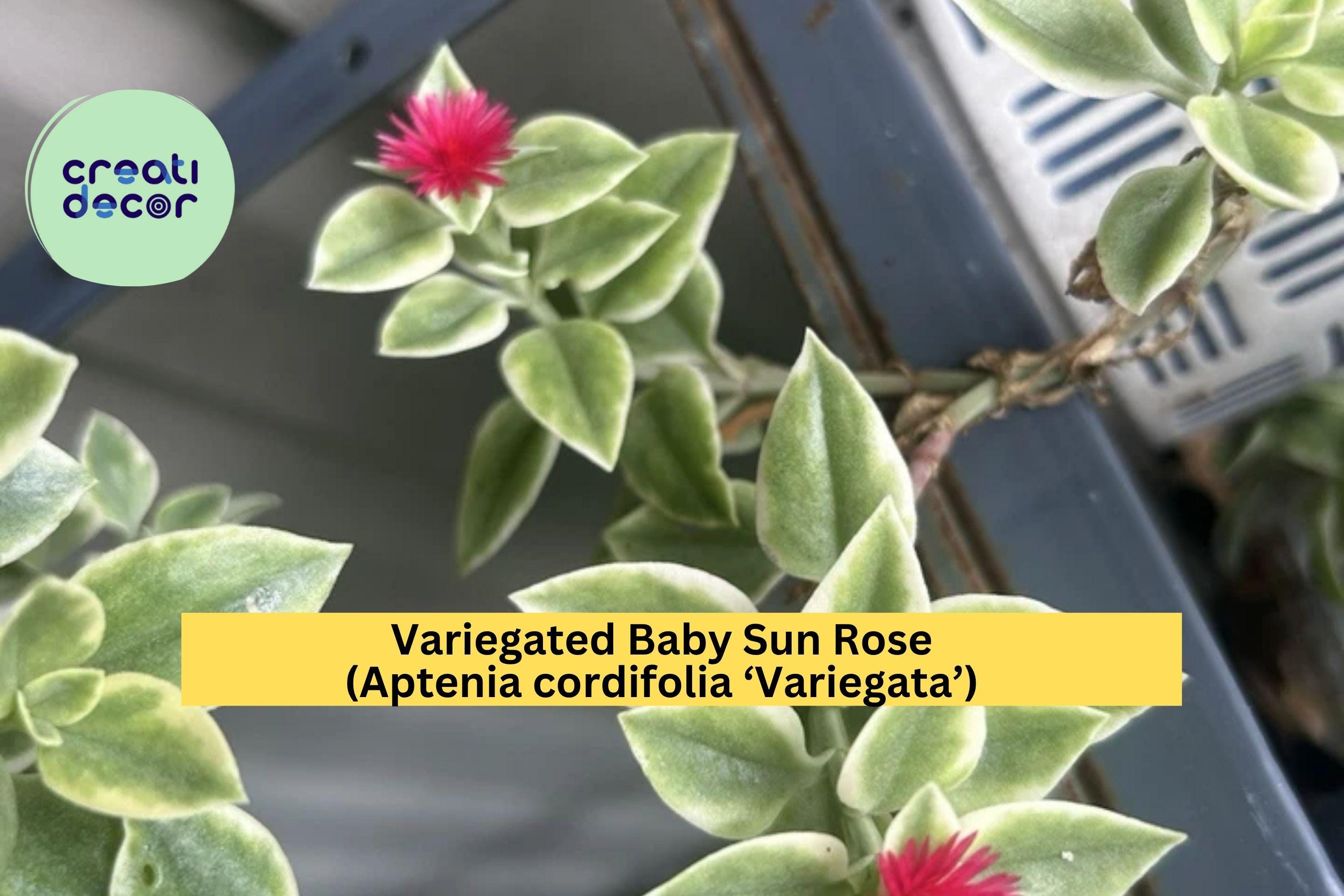 Variegated Baby Sun Rose – Aptenia cordifolia ‘Variegata’ Live 6” Succulent Plant with Pink Blooms, Trailing Groundcover for Pots or Gardens