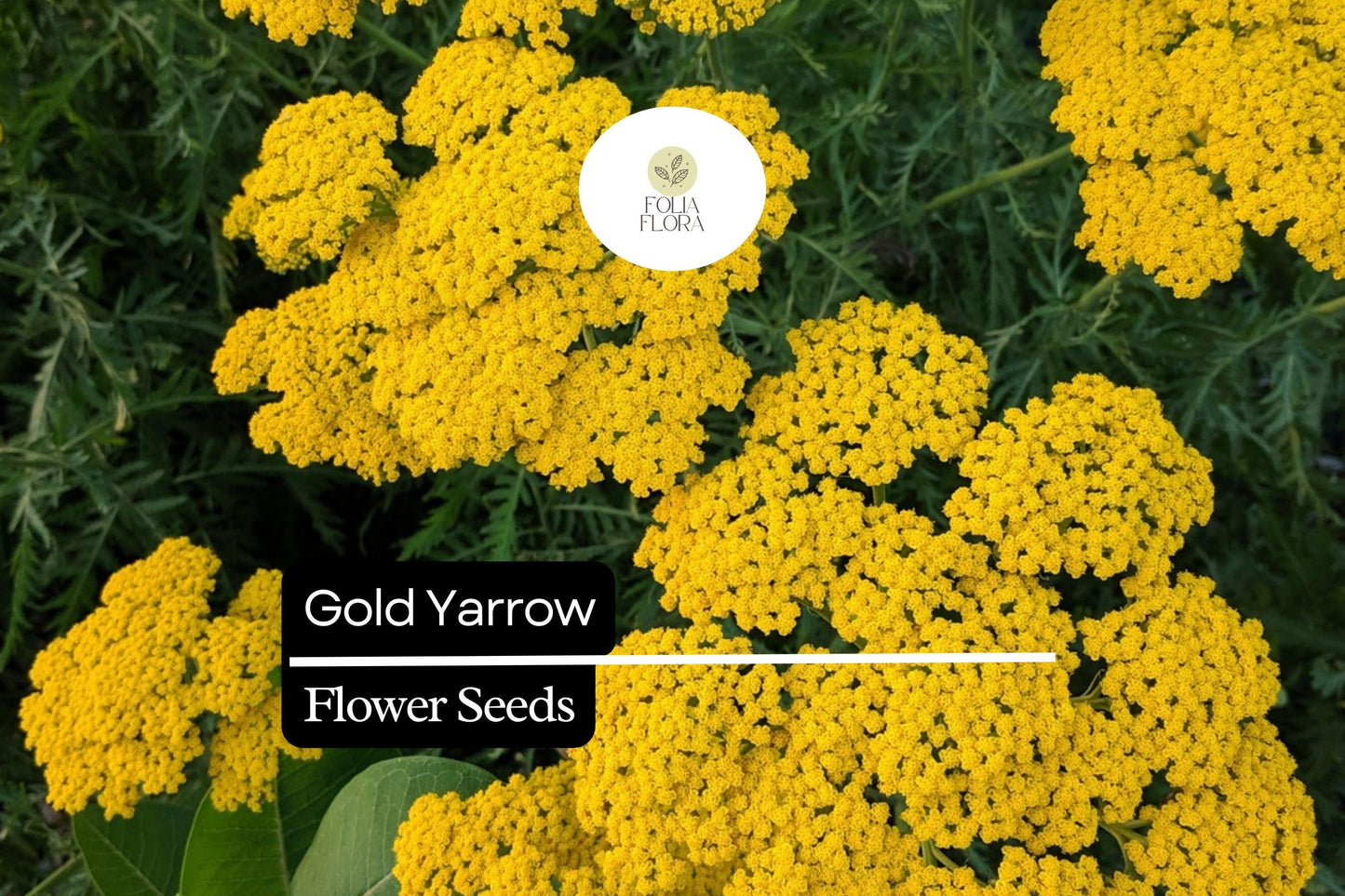 Gold Yarrow (Achillea filipendulina) | 500 - 10,000 Seeds – Drought-Tolerant, Pollinator-Friendly Flower