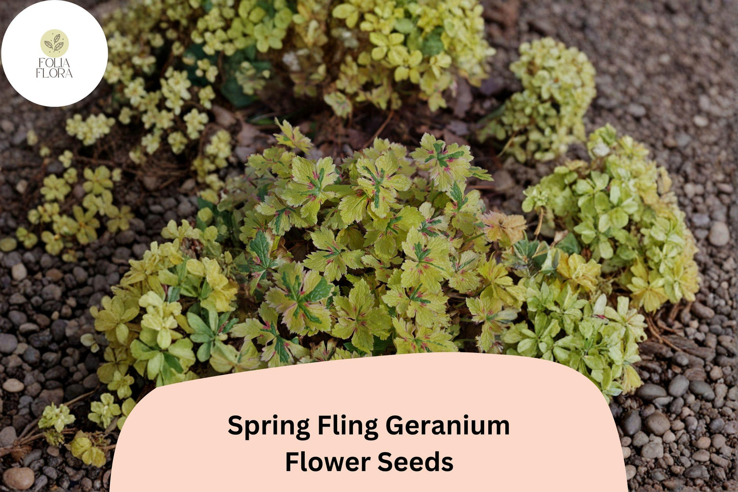 25+ Spring Fling Geranium Seeds | Green Cranesbill | Hardy Perennial Geranium Seeds for Unique Garden Borders & Beds