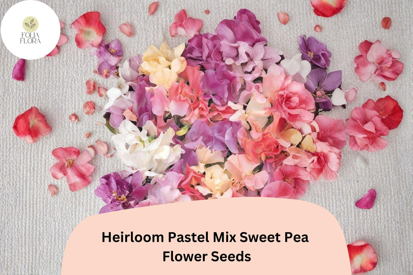 Heirloom Pastel Mix Sweet Pea Seeds | Lathyrus odoratus Flowers Soft Pink Lavender White (50+ Seeds)
