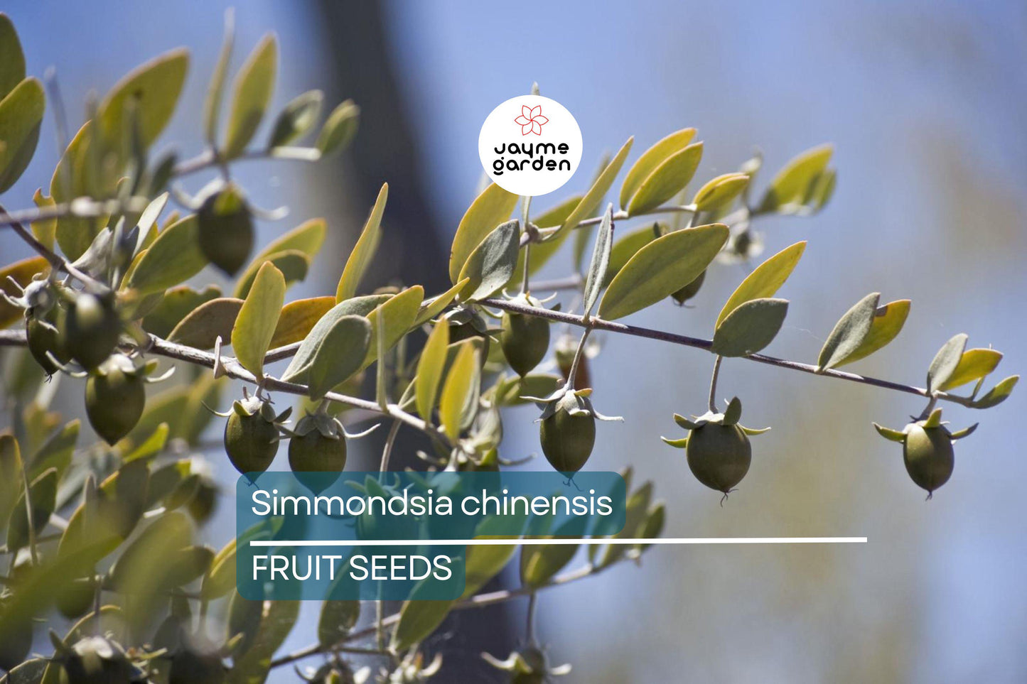 5 Jojoba Tree Seeds (Simmondsia chinensis) – Drought-Tolerant Shrub, Goat Nut Plant, USDA Zones 9-10, Rare Native Arid Climate Plant