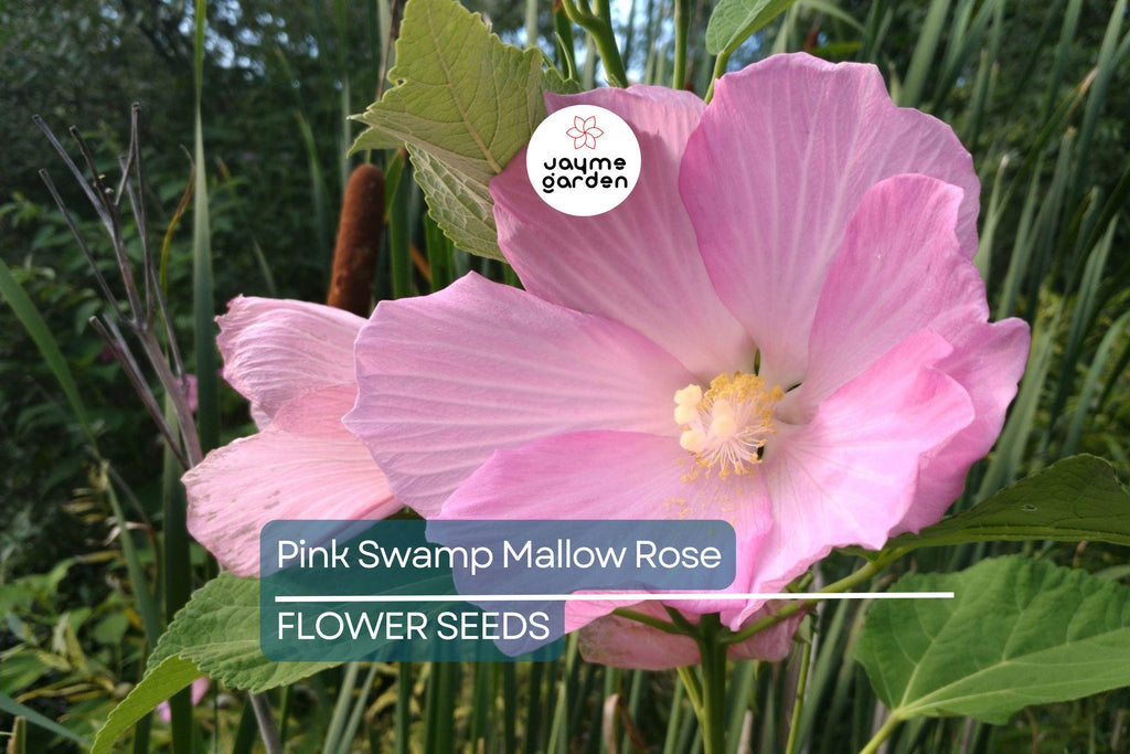 20 Pink Swamp Rose Mallow Seeds - Hardy Hibiscus (Hibiscus moscheutos) - 7 Ft Tall, Large 6-9" Flower