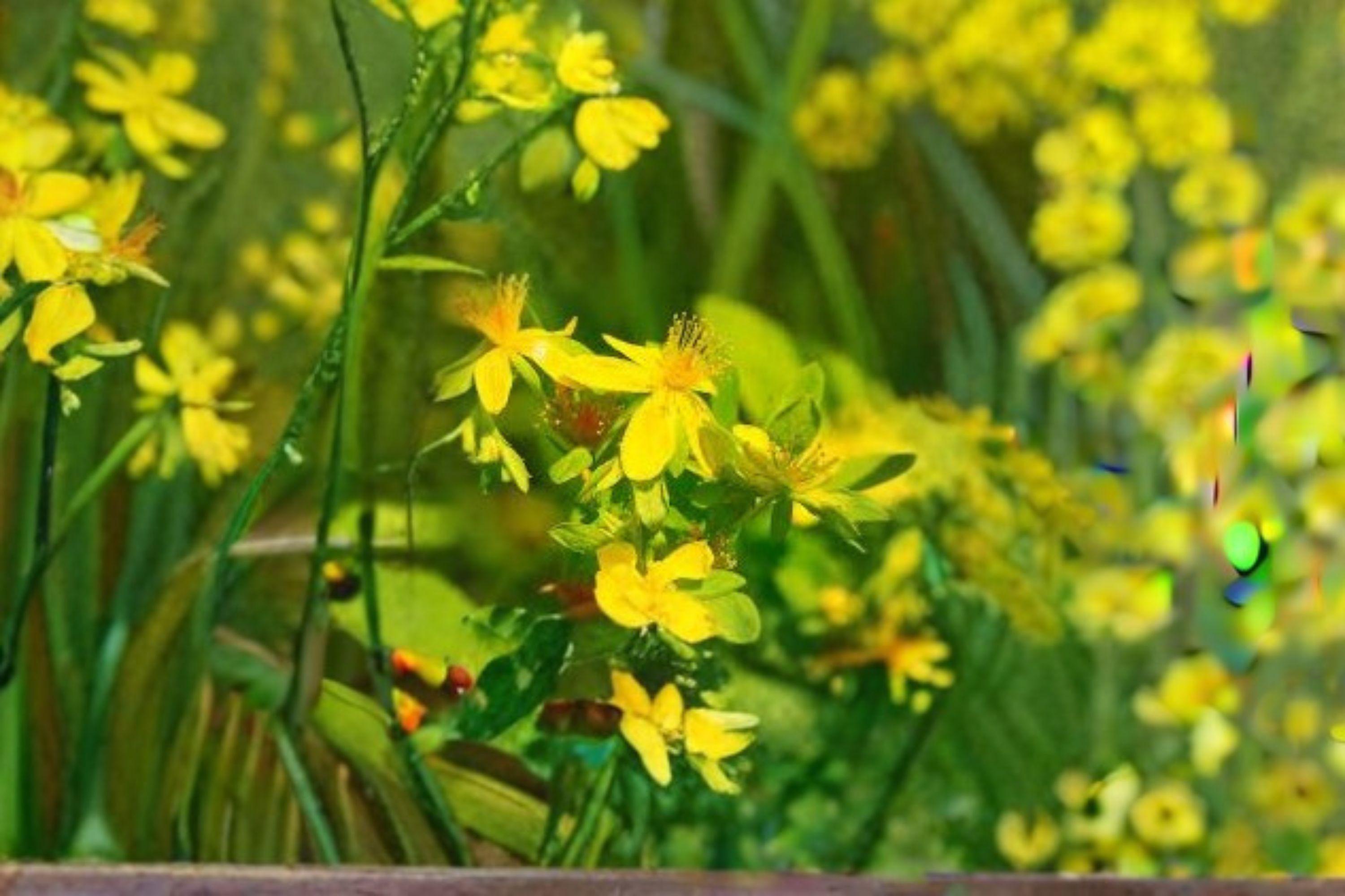 St. John's Wort Seeds – Native Hypericum, Showy Yellow Blooms (500 Seeds)