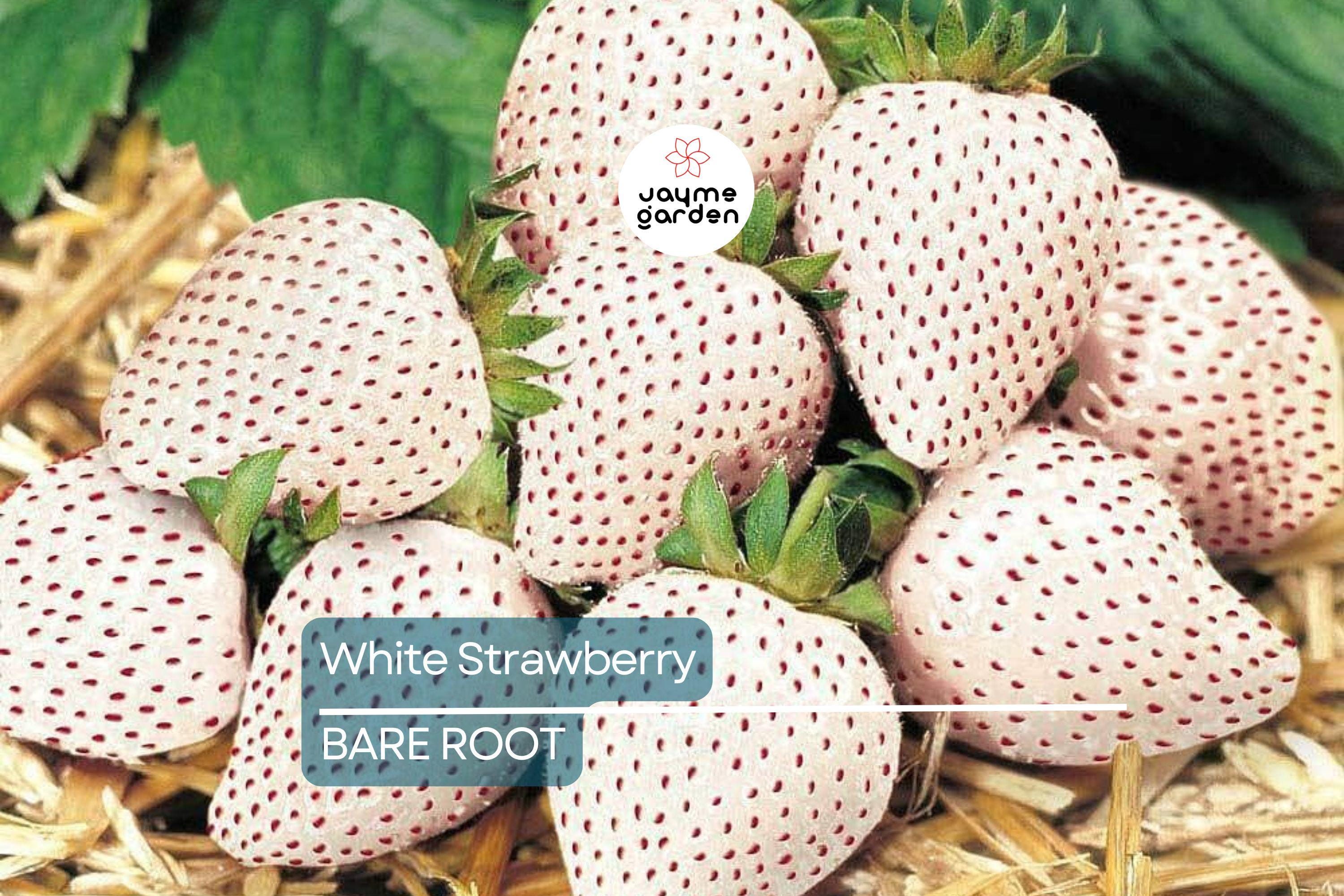 6 Bare Root Pineberry Plants, White Strawberries with Pineapple Taste, Organic, Everbearing, Spring to Fall Harvest