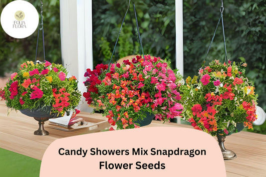 Candy Showers Mix Snapdragon Seeds (Antirrhinum majus) | 1000+ Seeds | Cascading Blooms for Gardens & Hanging Baskets