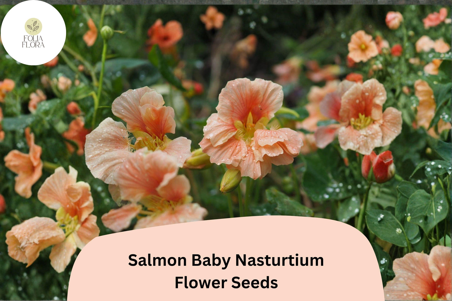 50+ Salmon Baby Nasturtium Seeds | Tropaeolum majus | Soft Salmon-Pink Blooms