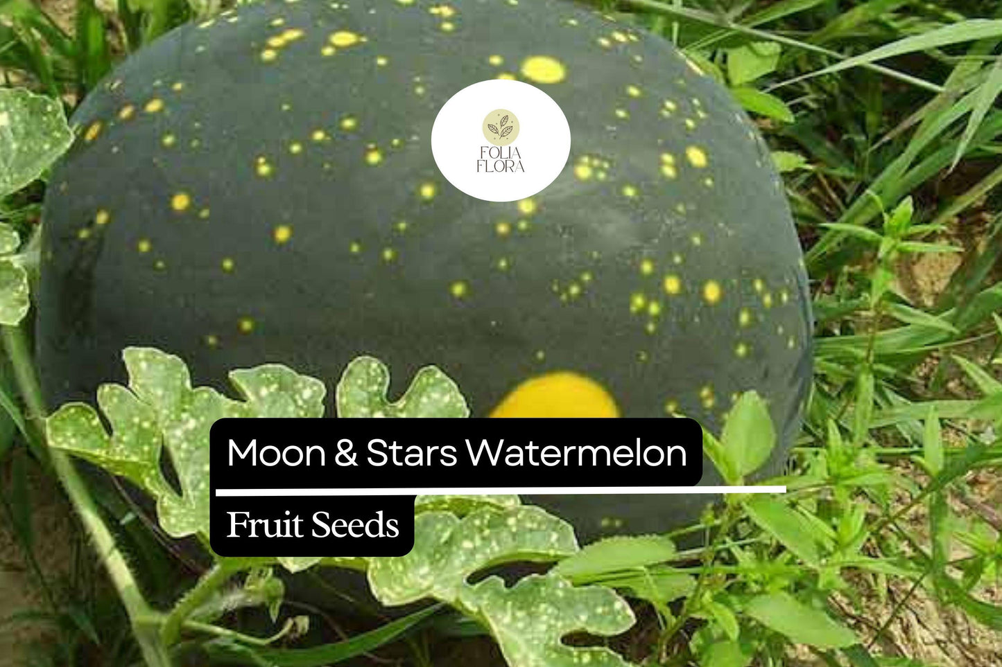 15 Seeds Moon & Stars Watermelon (Citrullus lanatus) – Unique Heirloom Variety with Yellow Spots and Sweet Red Flesh