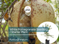 White Pomegranate Starter Plant (Punica granatum) - Live Fruit Tree 1′-2′ Tall - Unique, Sweet Pomegranate for Garden & Orchard