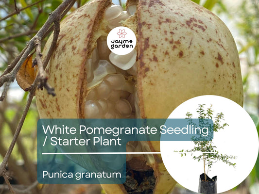 White Pomegranate Starter Plant (Punica granatum) - Live Fruit Tree 1′-2′ Tall - Unique, Sweet Pomegranate for Garden & Orchard
