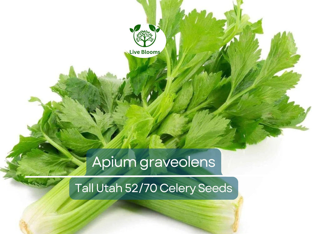 2500 Seeds Celery Tall Utah 52/70 - Apium graveolens | Heirloom Celery for Planting, Gardening Crisp Stalks for Cooking & Salads