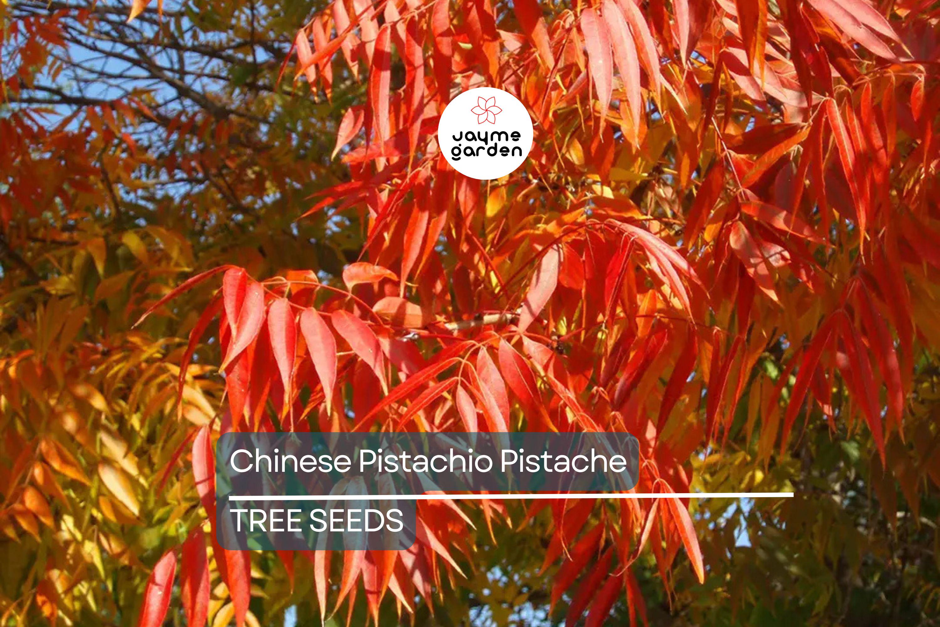 10 Chinese Pistachio Tree Seeds (Pistacia chinensis) – Hardy Ornamental, Fast Fall Color, 35' Tall