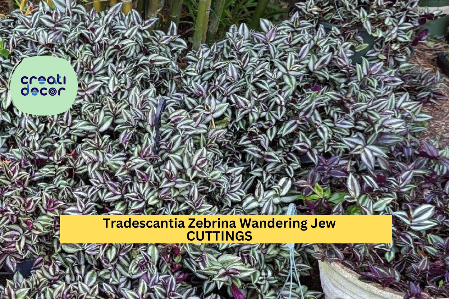 5 Tradescantia Zebrina Cuttings | Wandering Jew Plant Starter | Variegated Indoor Vine | Easy Houseplant | Cold Sensitive