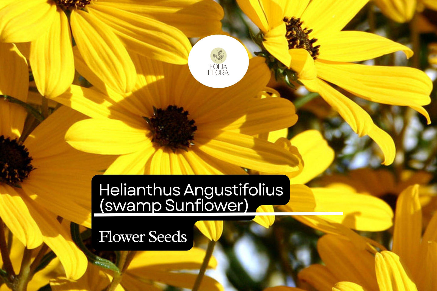 100 Seeds Swamp Sunflower | Helianthus angustifolius | Bright Native Wildflower, Pollinator Magnet, Easy to Grow, Non-GMO