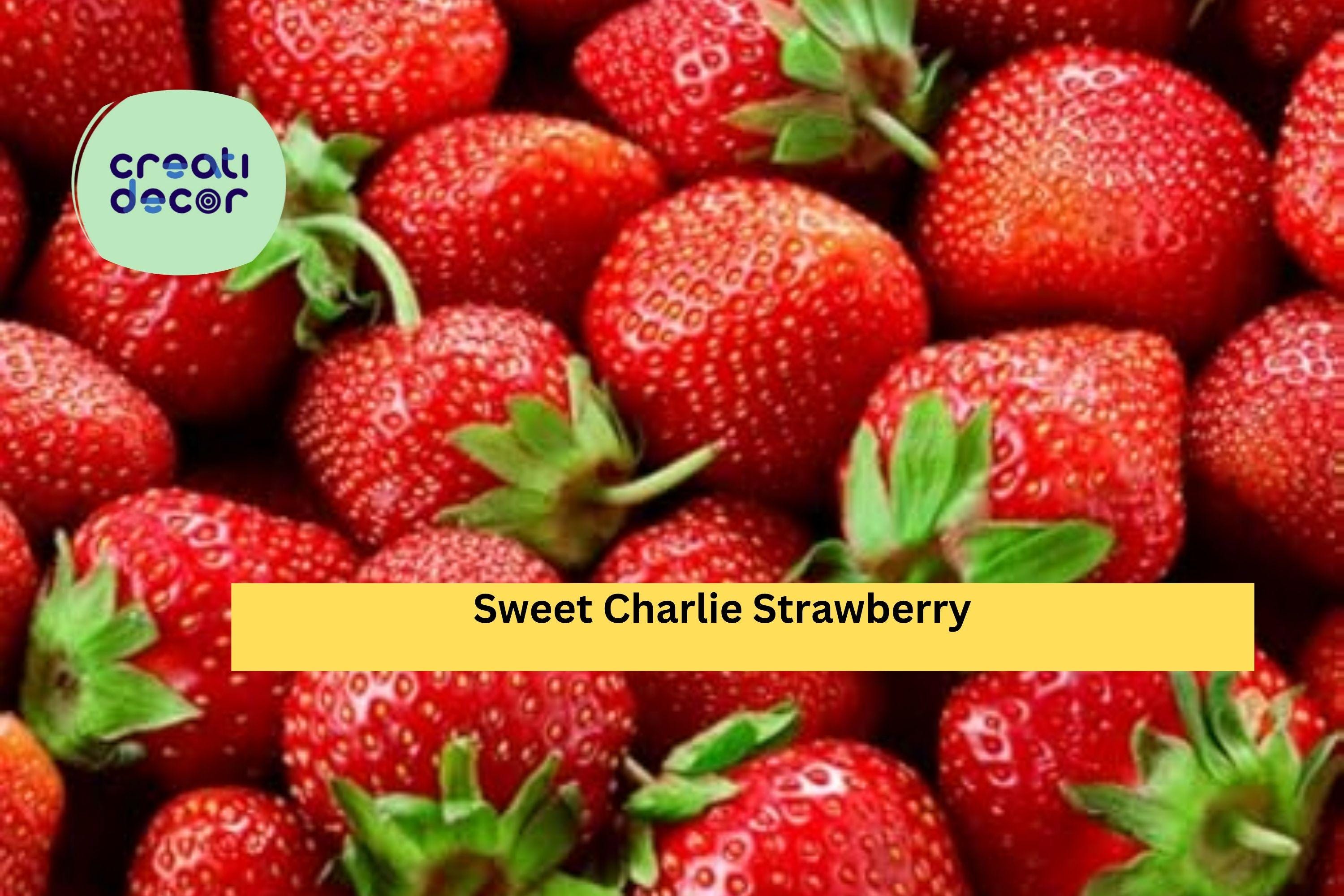 Sweet Charlie Strawberry Plants – 10 Live Bare Roots, Early Season Variety with Sweet Flavor, Productive Garden Berry Plants