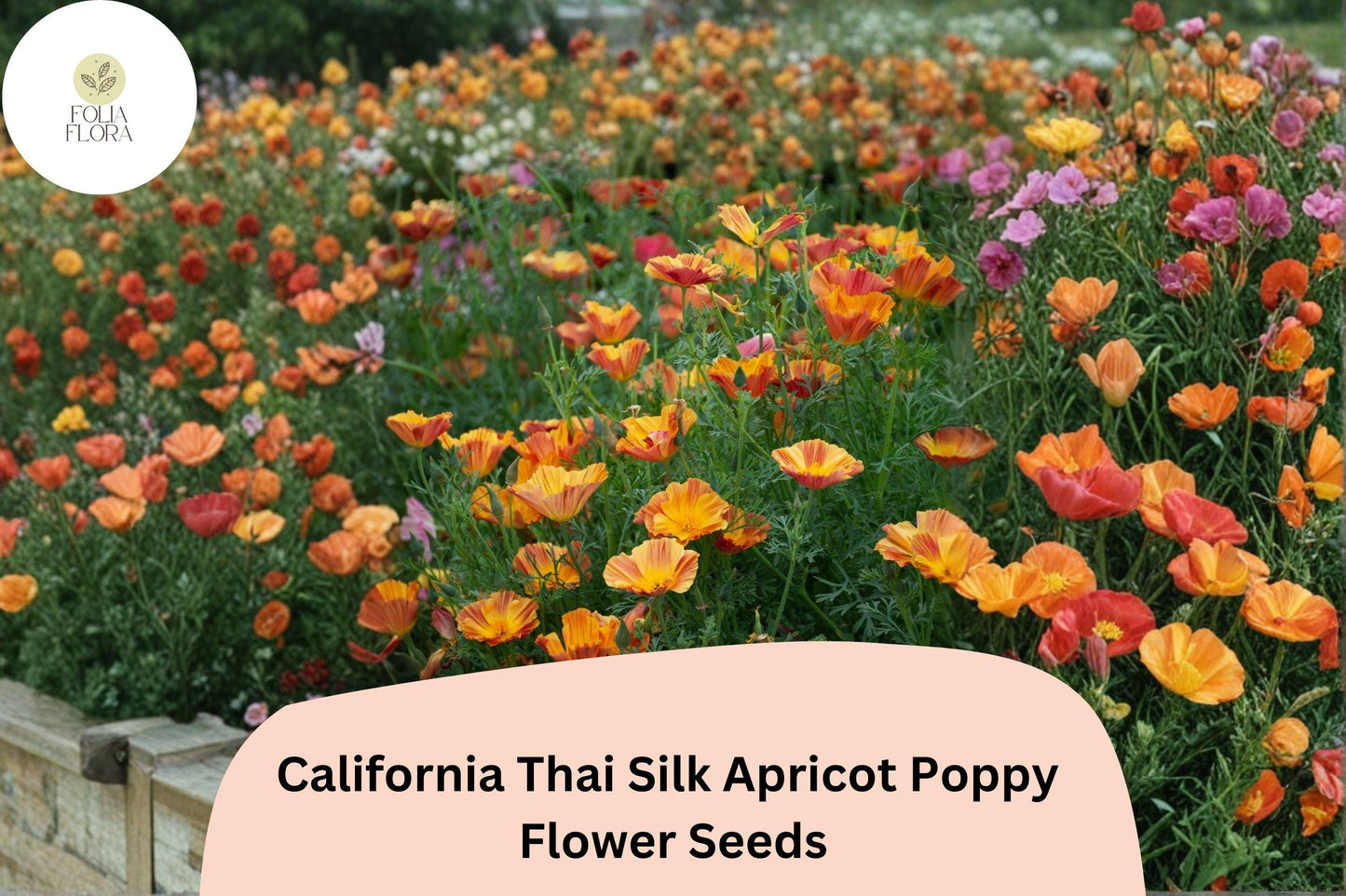 200+ California Thai Silk Apricot Poppy Seeds for Garden Planting - Vibrant Wildflower Mix