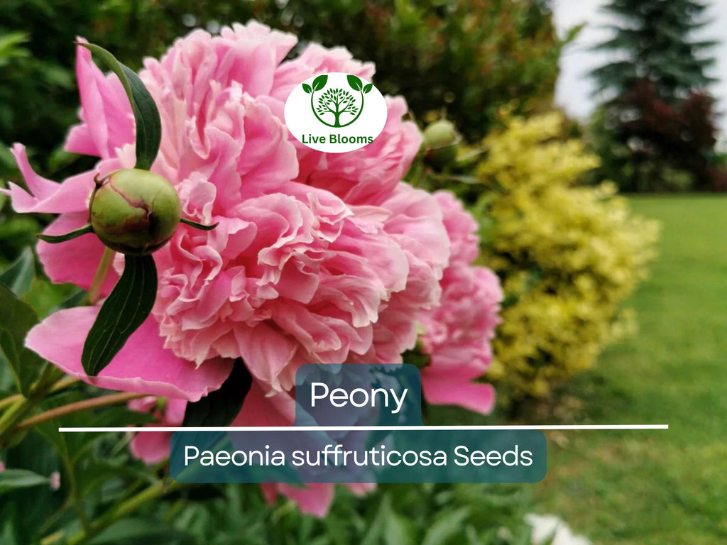10 Peony Seeds Mix (Paeonia suffruticosa) Tree Bush Flower - Hardy, Colorful Blossoms for Garden, Perennial, Rare Peony Varieties