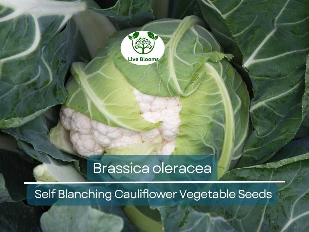 1 Gram Seeds Cauliflower Self-Blanching – Brassica oleracea Vegetable for Planting | Easy to Grow, Tender Heads, Garden Favorite