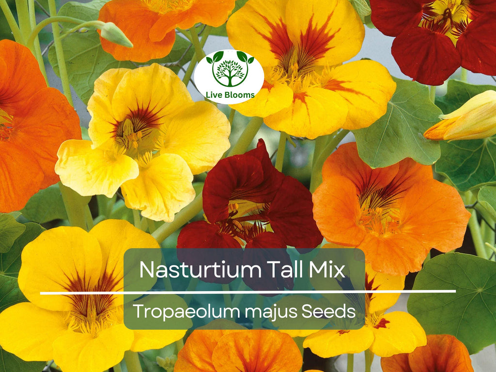 25 Seeds Nasturtium Tall Mix, Mixed Colors Edible Flowers, Heirloom Non-GMO, Vibrant Blooms, Perfect for Gardens & Culinary Use