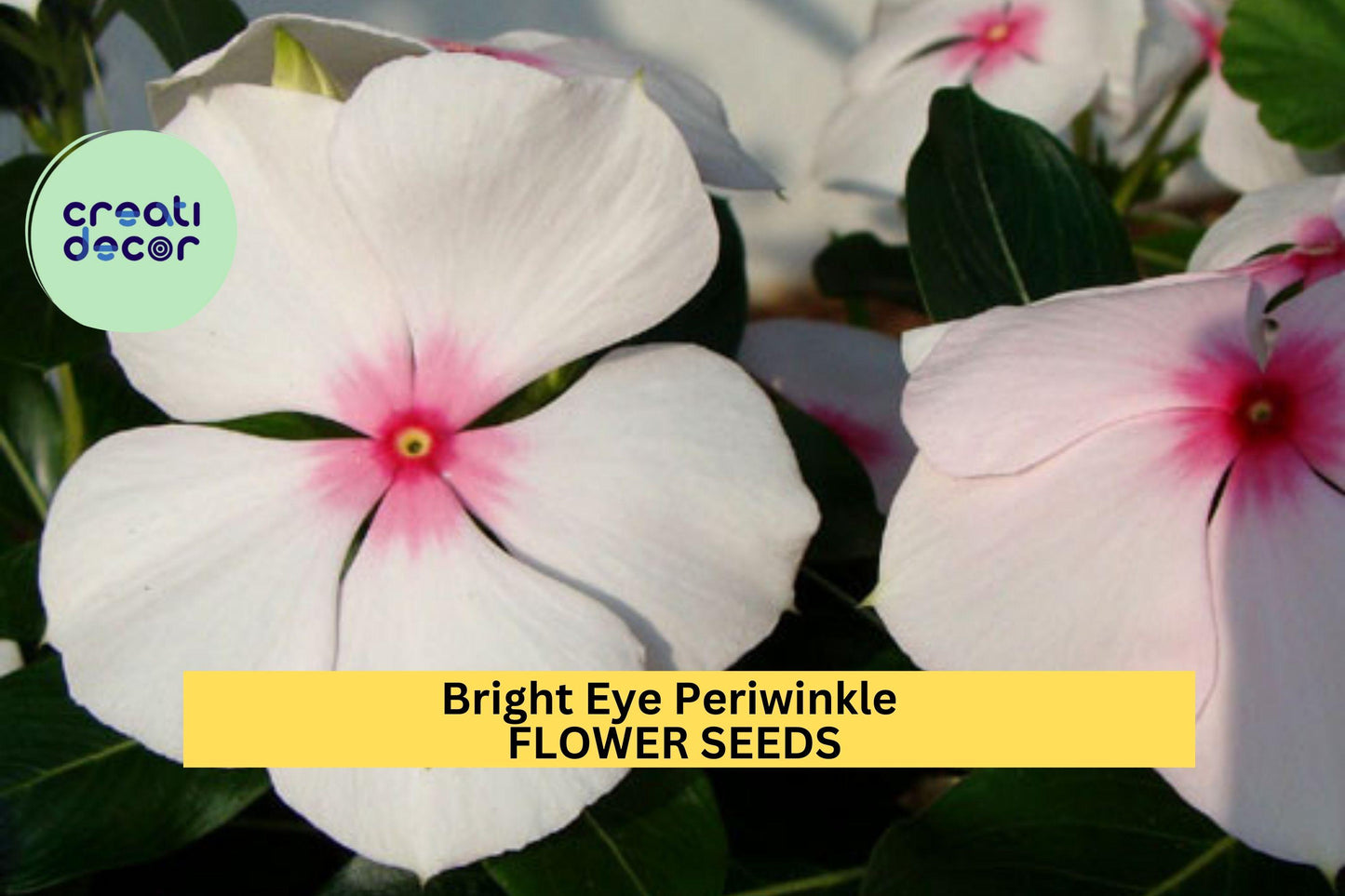50 Seeds Bright Eye Periwinkle – Vinca rosea Seeds for Planting, Vibrant Pink Blooms for Garden or Pots  Seeds for Planting