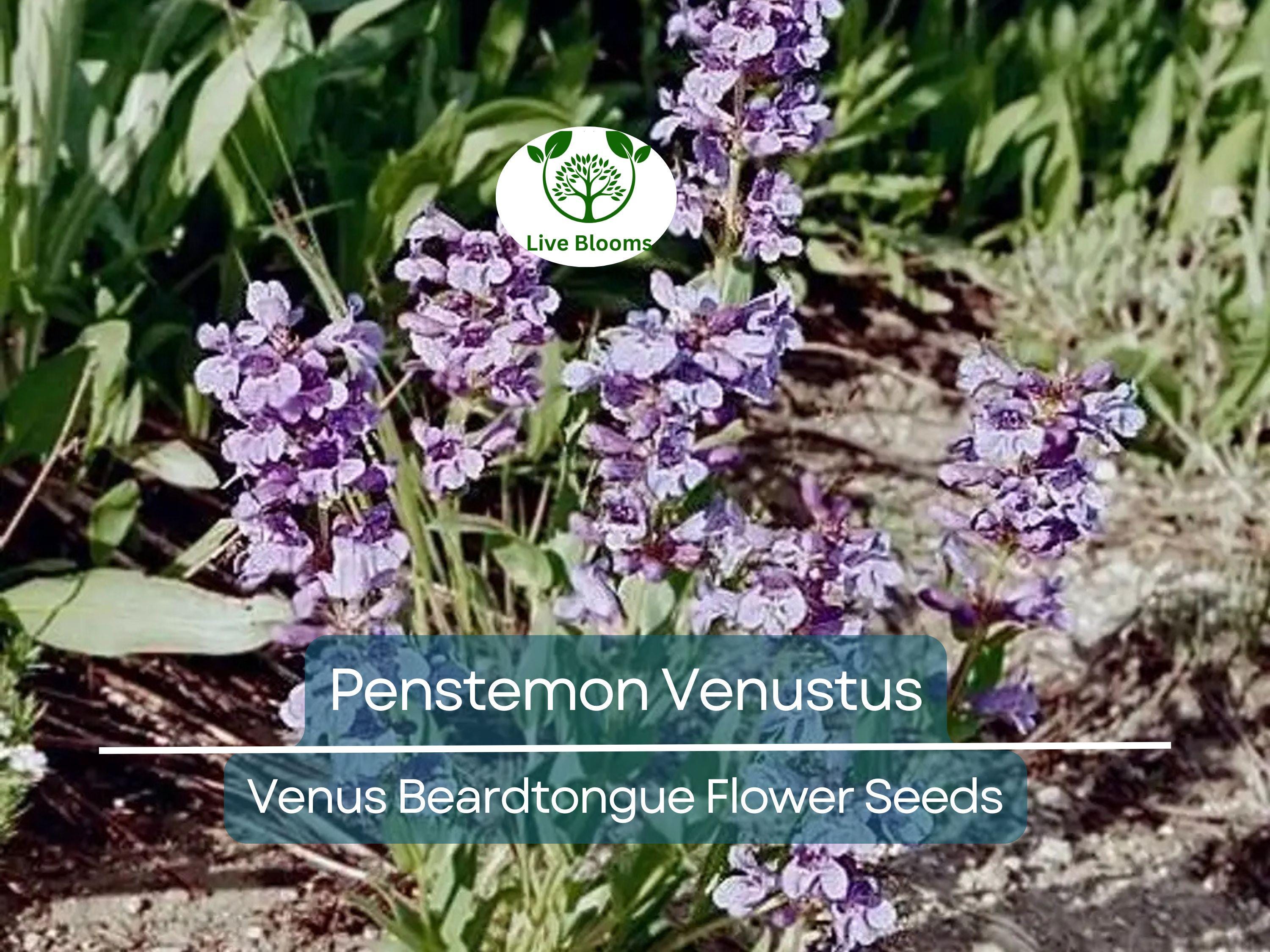 100 mg Seeds Penstemon Venustus (Venus Beardtongue) for Planting | Drought-Tolerant Native Wildflower for Pollinator-Friendly Gardens
