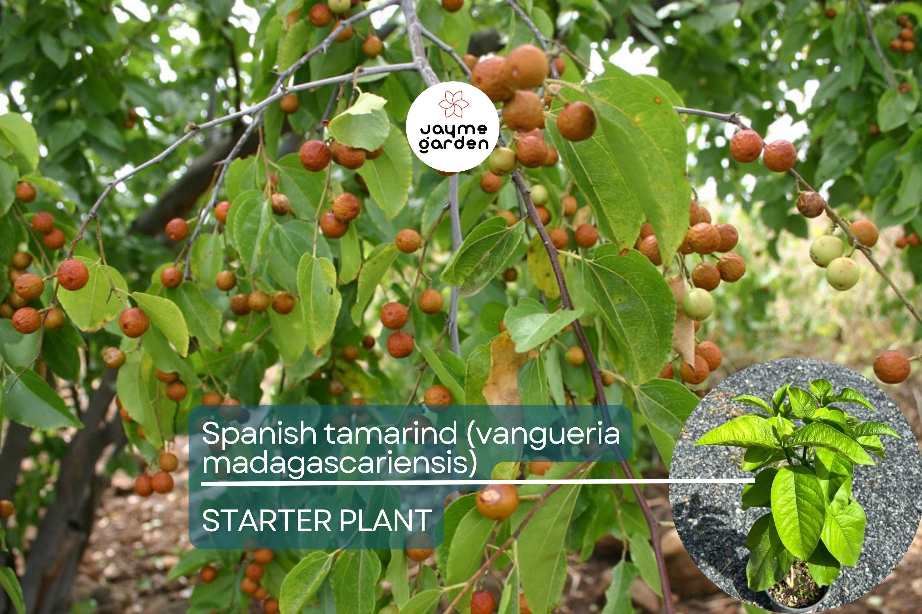 Spanish Tamarind (Vangueria madagascariensis) – Live Tropical Fruit Tree, 12”-24”, Ornamental and Fruiting, Exotic and Irresistible