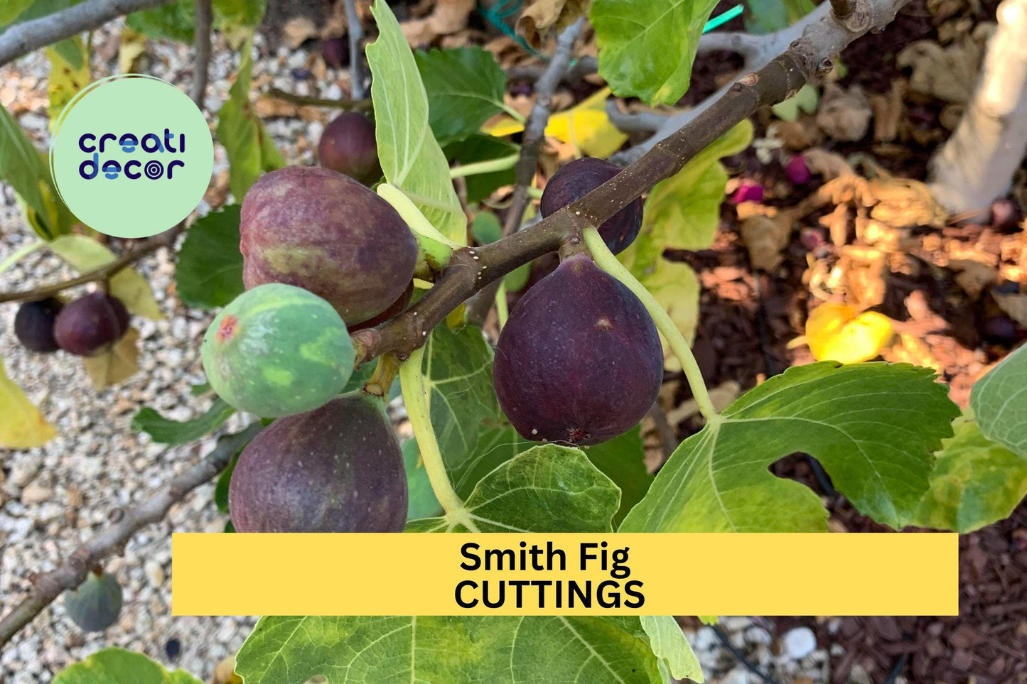 5 Smith Fig Cuttings + FREE Willow Water – Unrooted Hardwood for Propagation, Sweet Heirloom Variety for Home Orchards – USA