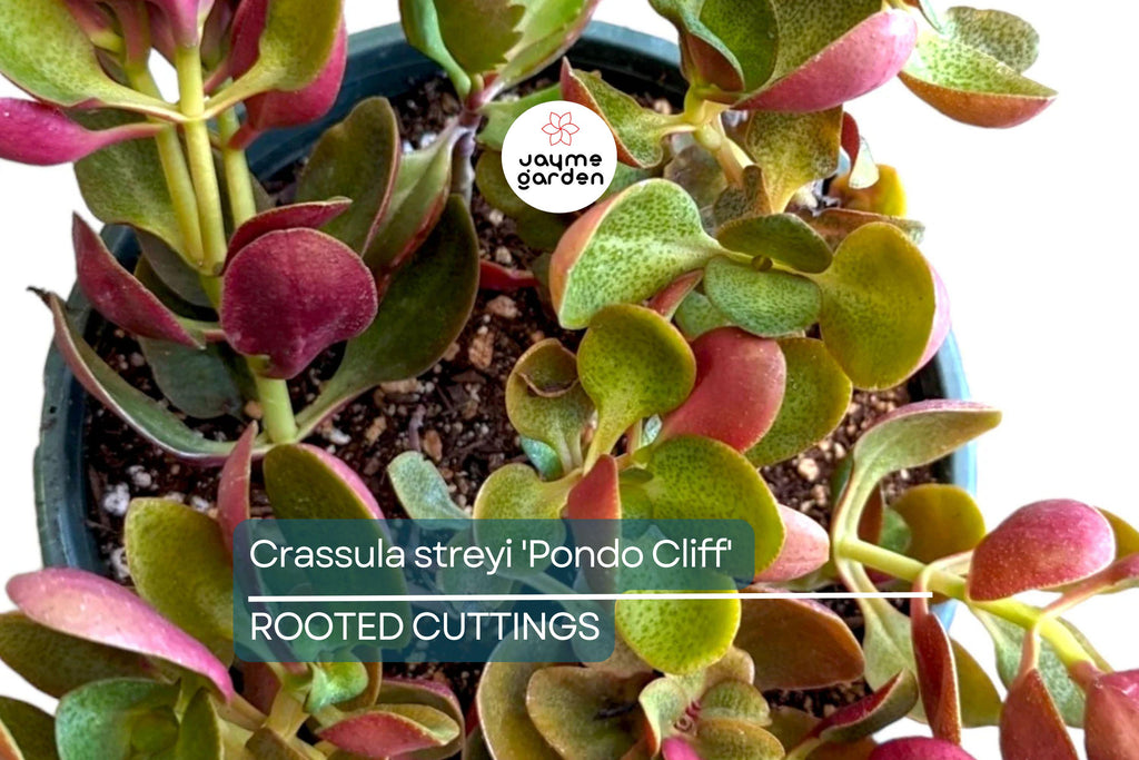 Crassula streyi 'Pondo Cliff' Cutting with 4" Pot & Soil - Succulent Plant, Unique Foliage
