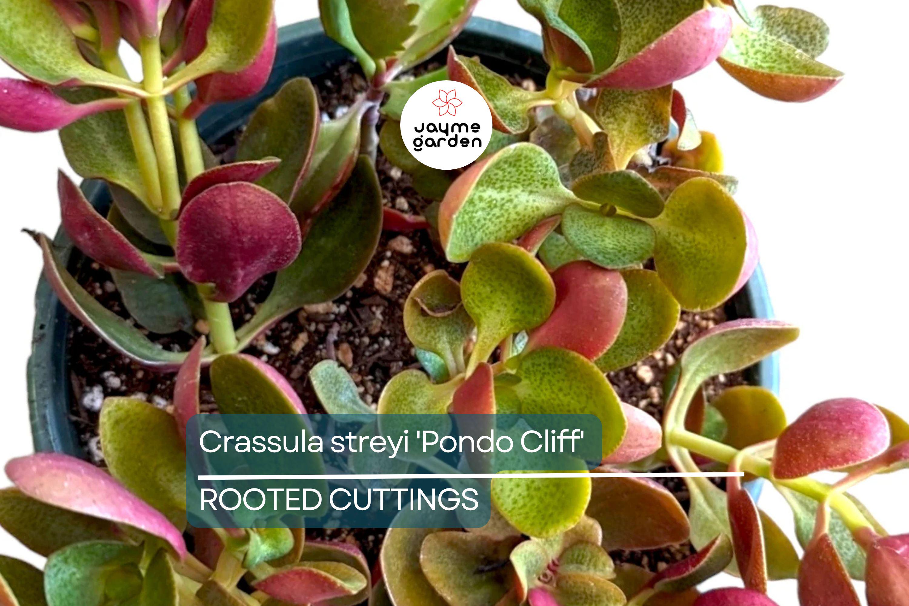 Crassula streyi 'Pondo Cliff' Cutting with 4" Pot & Soil - Succulent Plant, Unique Foliage