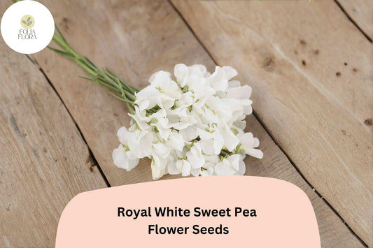 50+ Royal White Sweet Pea Seeds | Pure White Climbing Flowers for Trellis & Garden