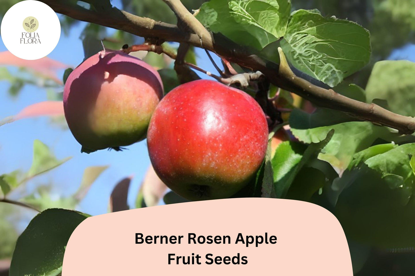 25+ Berner Rosen Apple Seeds for Planting | Swiss Heirloom Apple Tree | Sweet Aromatic Fruit | Rare Garden Orchard Seeds