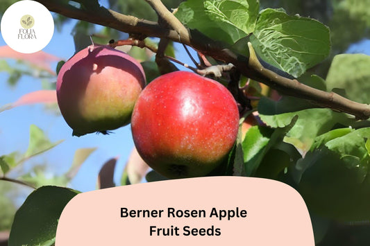 25+ Berner Rosen Apple Seeds for Planting | Swiss Heirloom Apple Tree | Sweet Aromatic Fruit | Rare Garden Orchard Seeds