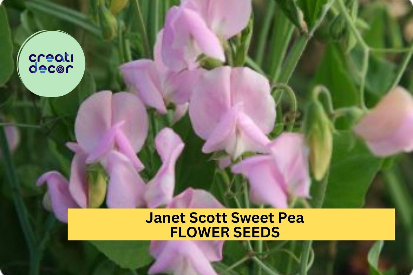 50+ Janet Scott Sweet Pea Seeds – Fragrant Rose-Pink Blooms for Garden Planting, Climbing Vines for Trellises & Bouquets – USA